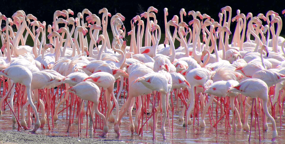 Ras al Khor Wildlife Sanctuary &ndash; a part of wildlife in instagrammable dubai