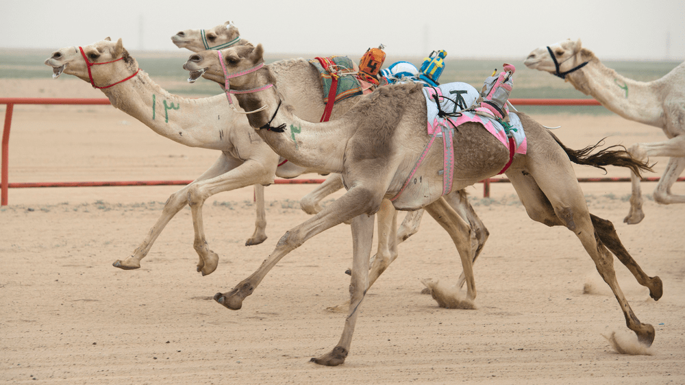 Camel Racing Festival &ndash; a heritage of UAE&nbsp;and one of the top Instagram spots in Dubai