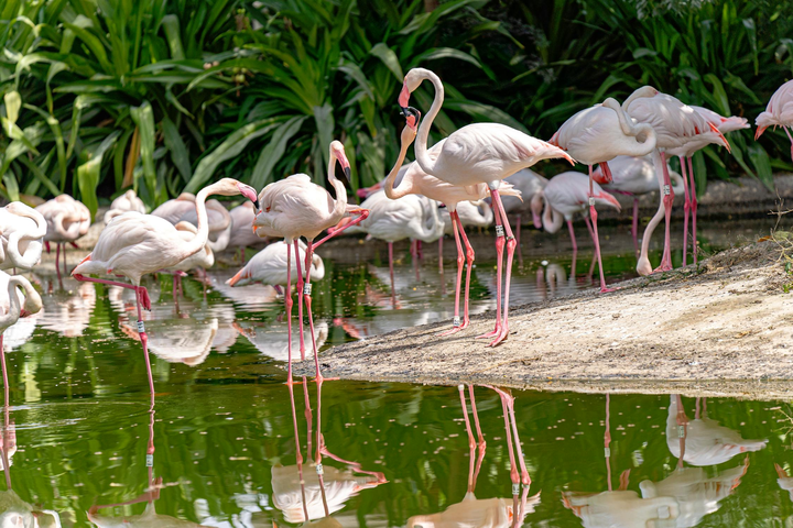 Ras Al Khor Wildlife Sanctuary