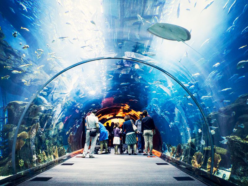 The Lost Chambers Aquarium Dubai
