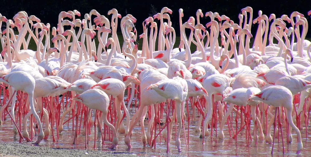 Ras al Khor Wildlife Sanctuary – a part of wildlife in instagrammable dubai