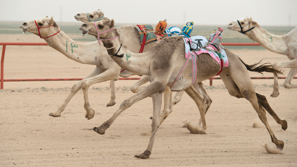 Camel Racing Festival – a heritage of UAE and one of the top Instagram spots in Dubai