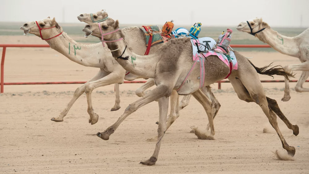 Camel Racing Festival – a heritage of UAE and one of the top Instagram spots in Dubai