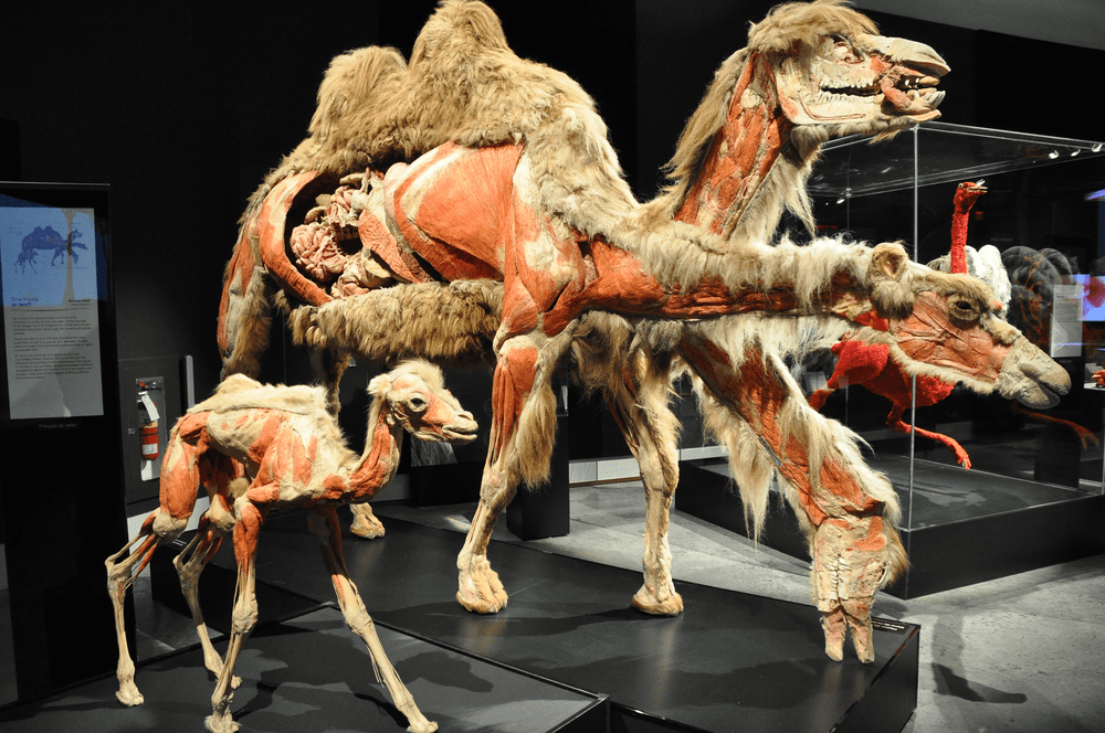 Camel Museum – top instagram spots dubai